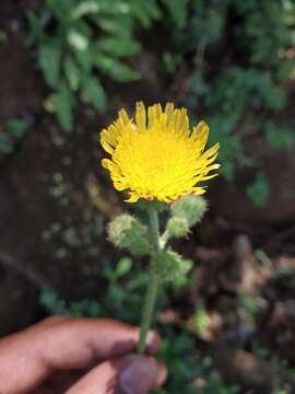 Image of Sonchus wightianus DC.