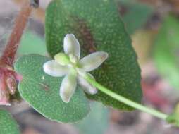 Imagem de Trigastrotheca pentaphylla (L.) Thulin