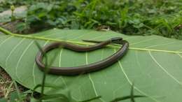 Image of Kinkelin Graceful Brown Snake