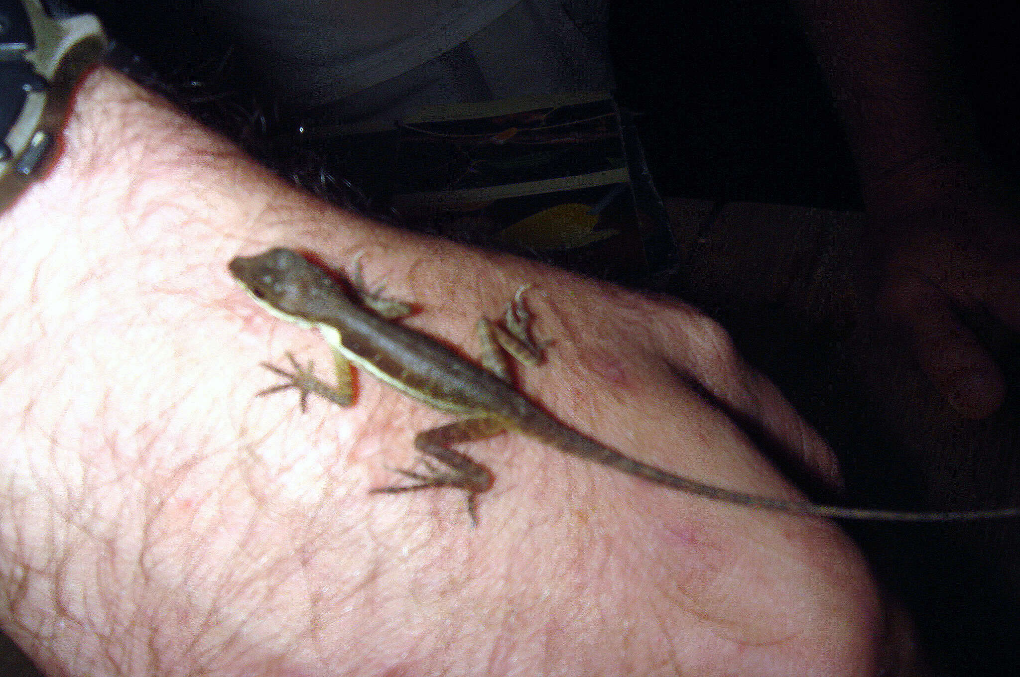 Image of Anolis oxylophus Cope 1875