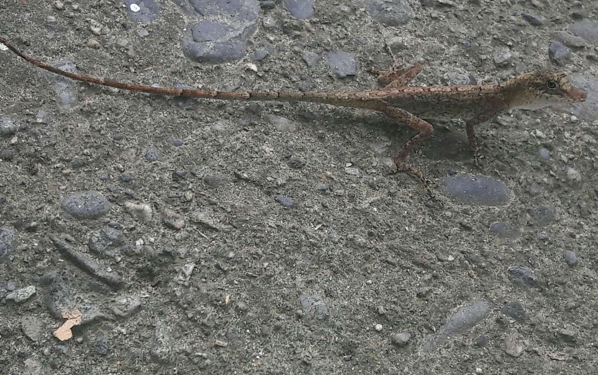 Image of Brown-eared anole