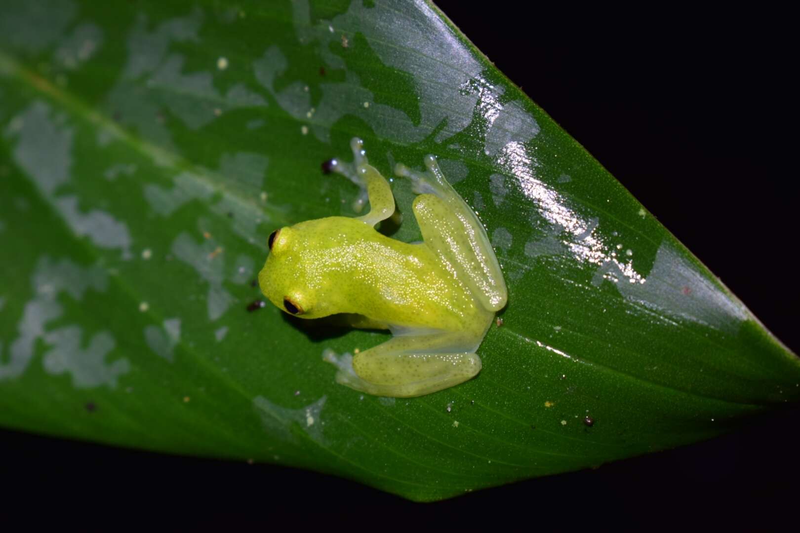 Image of Hyalinobatrachium munozorum (Lynch & Duellman 1973)