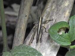 Image of Agriacris basalis (Bruner & L. 1913)