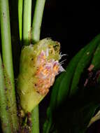 Image of Hylaeanthe unilateralis (Poepp. & Endl.) A. M. E. Jonker & Jonker