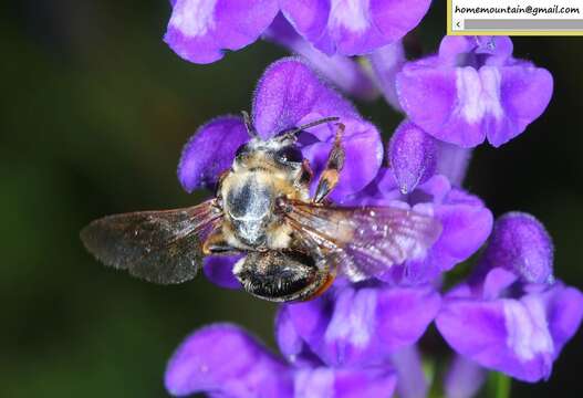 Image of Eucera pekingensis Yasumatsu 1946