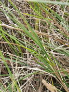 Image of Poa anceps G. Forst.