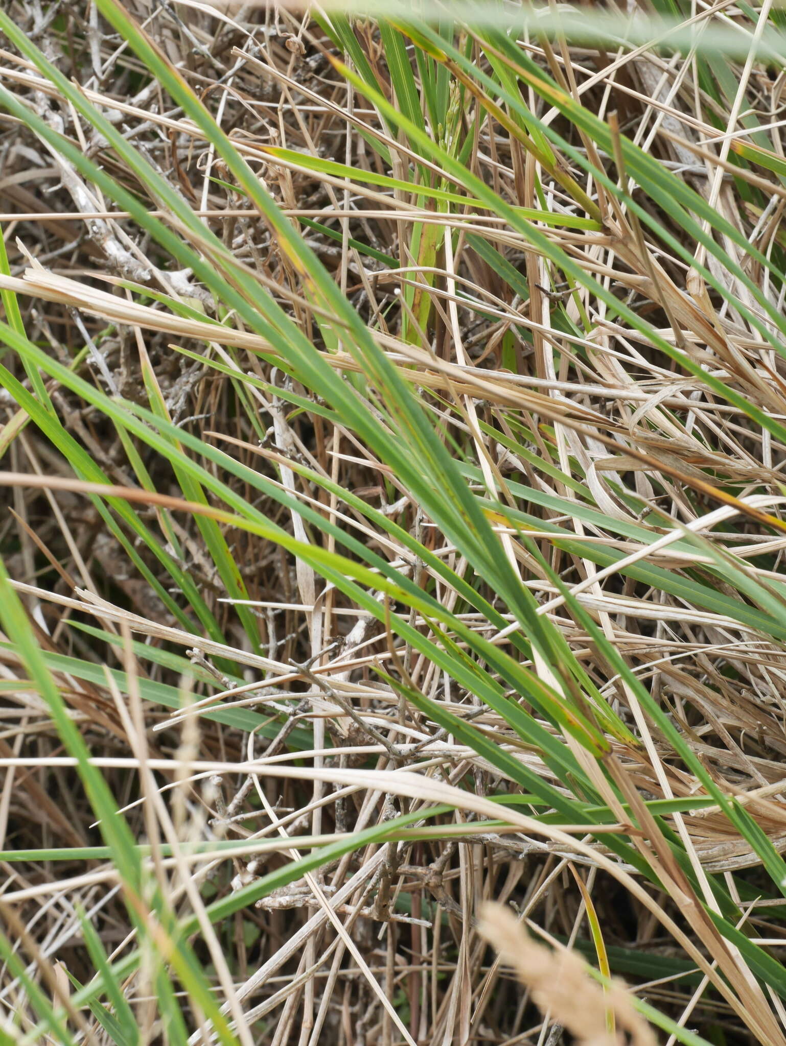 Image of Poa anceps G. Forst.