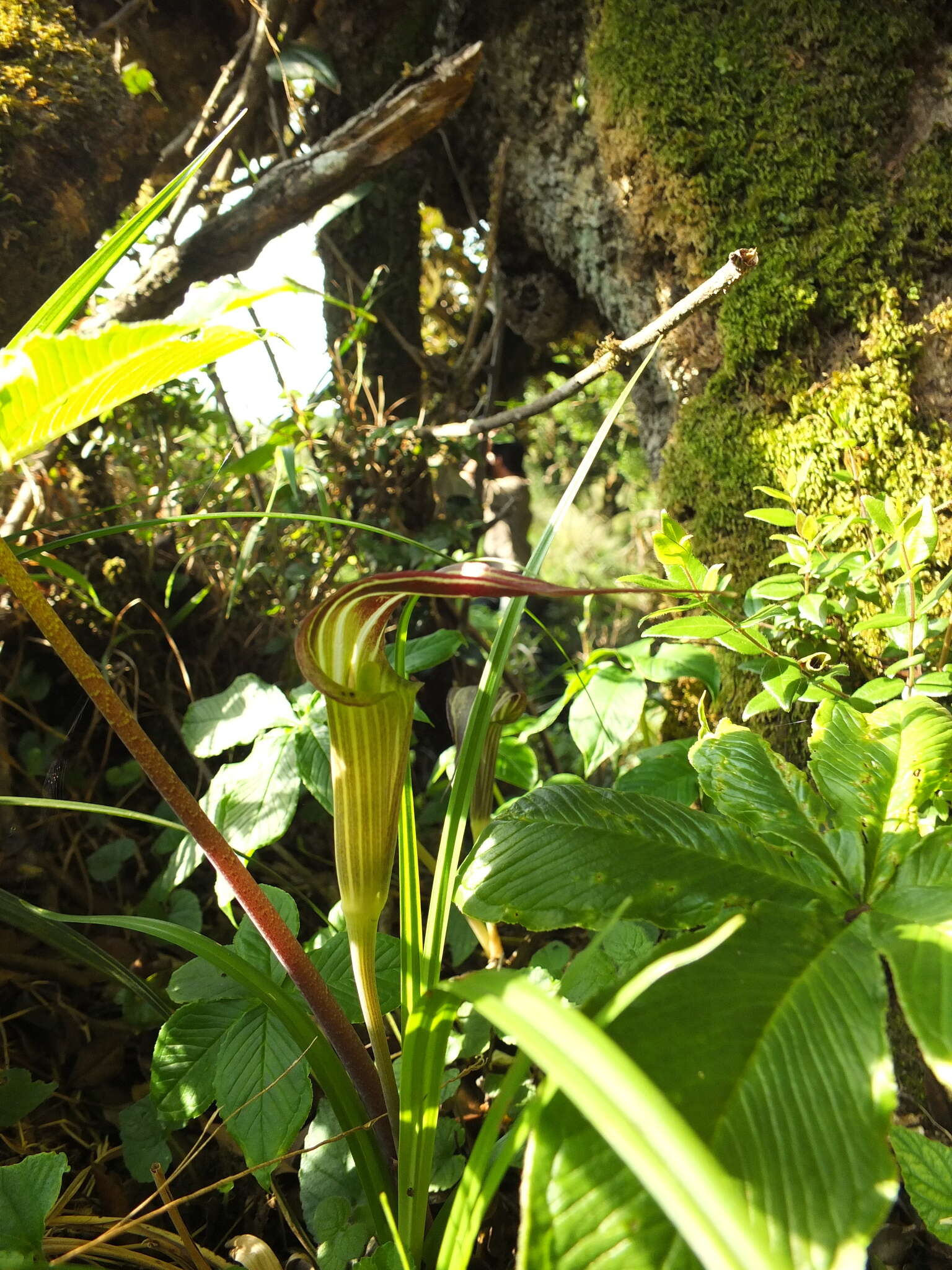 Image of Arisaema leschenaultii Blume