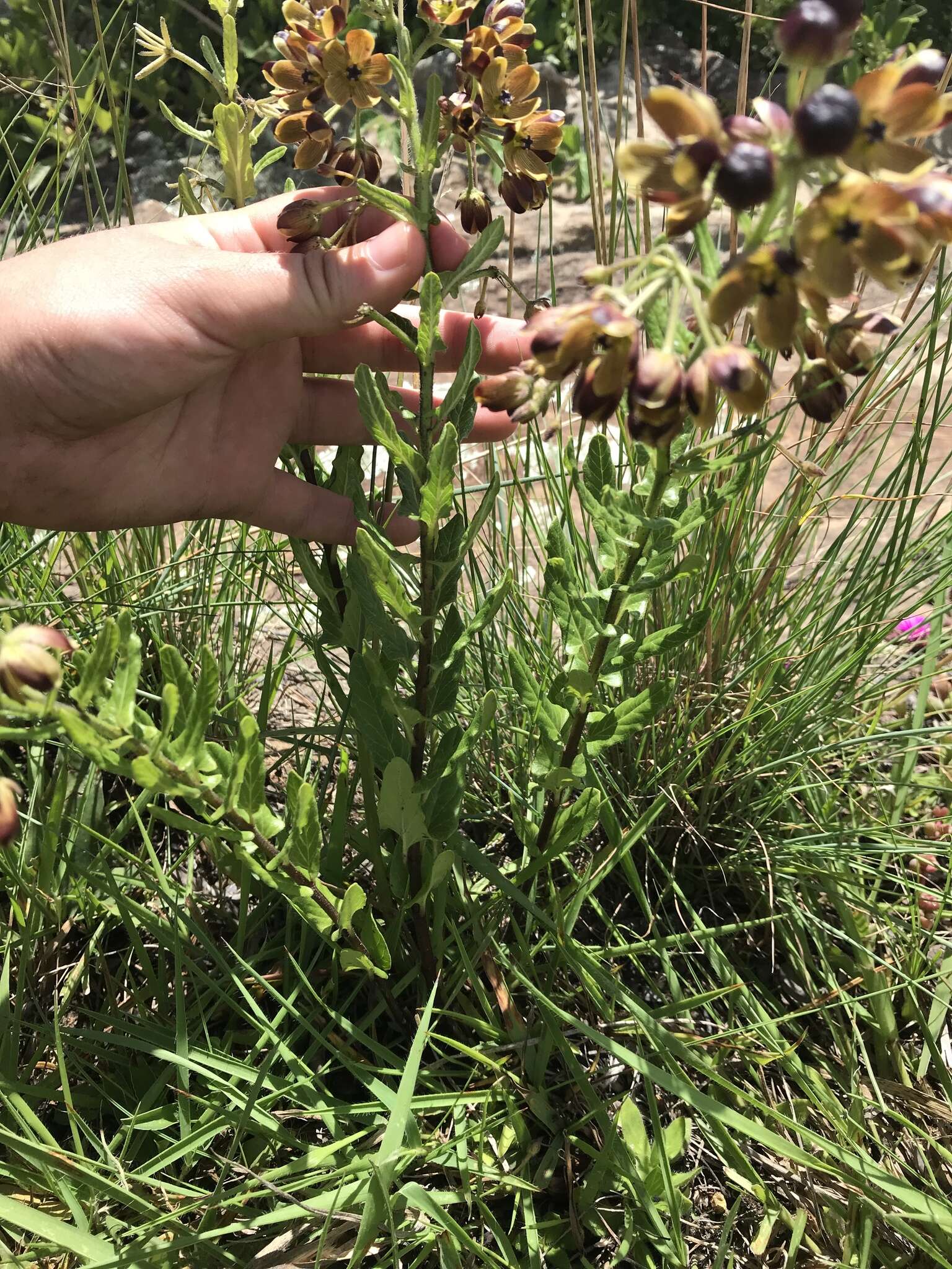 Image of Schizoglossum hamatum E. Mey.