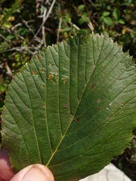 Image de <i>Eriophyes arianus</i>