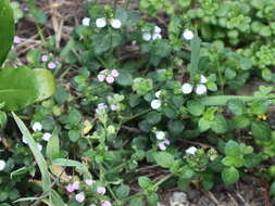 Image of Justicia procumbens var. hirsuta Yamam.