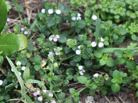 Image of Justicia procumbens var. hirsuta Yamam.