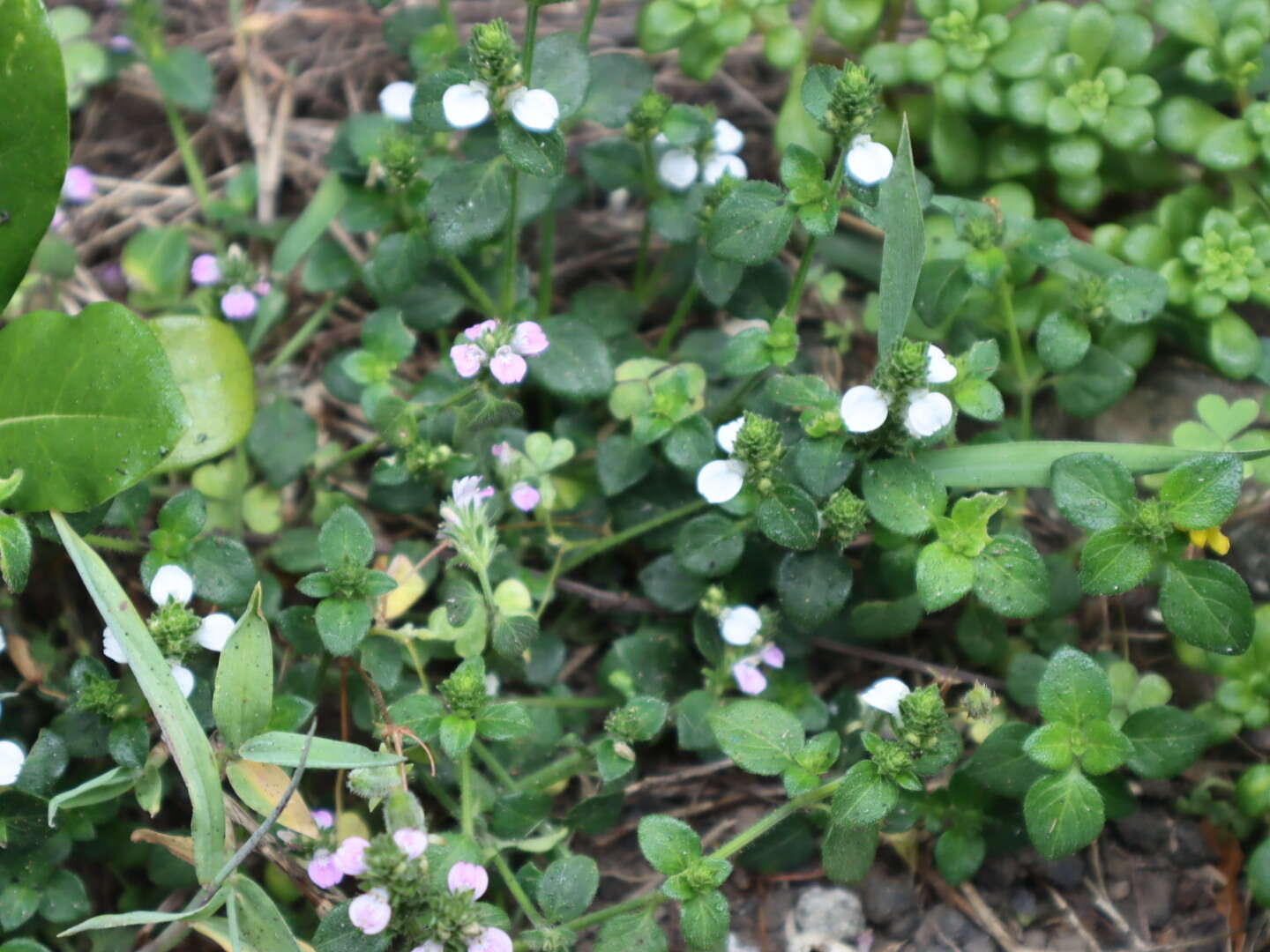 Image of Justicia procumbens var. hirsuta Yamam.