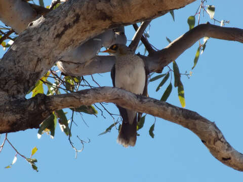 Image of Yellow-throated Miner