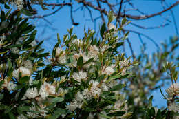 Image of Hakea oleifolia (Sm.) R. Br.