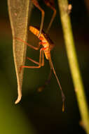 Image of Flag-footed Bug