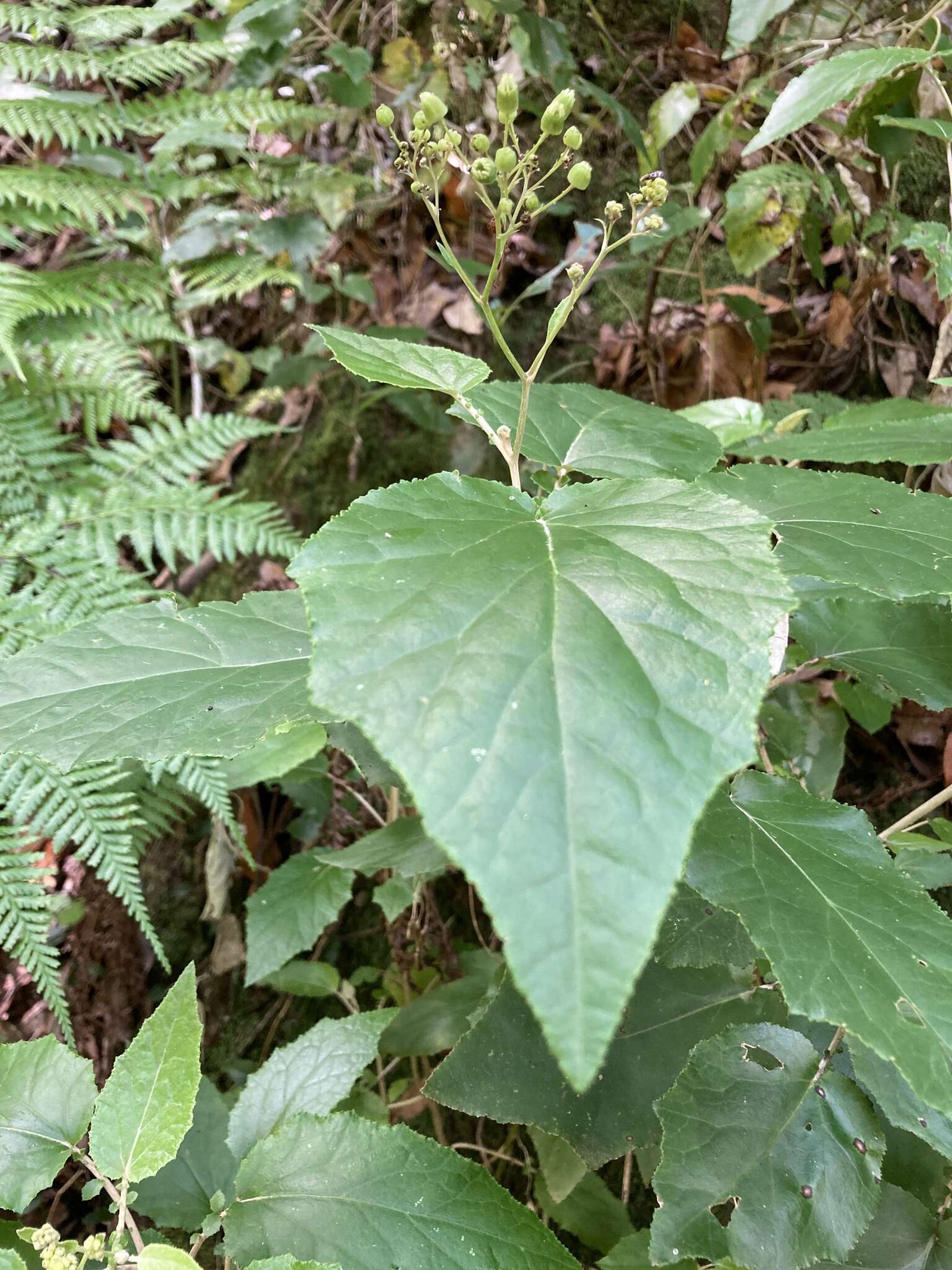 Imagem de Pericallis appendiculata (L. fil.) B. Nord.