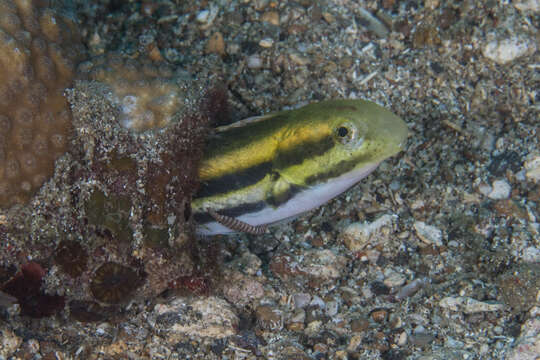 Image of Short-head Sabretooth Blenny