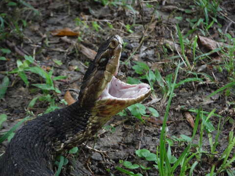 Image of Cottonmouth