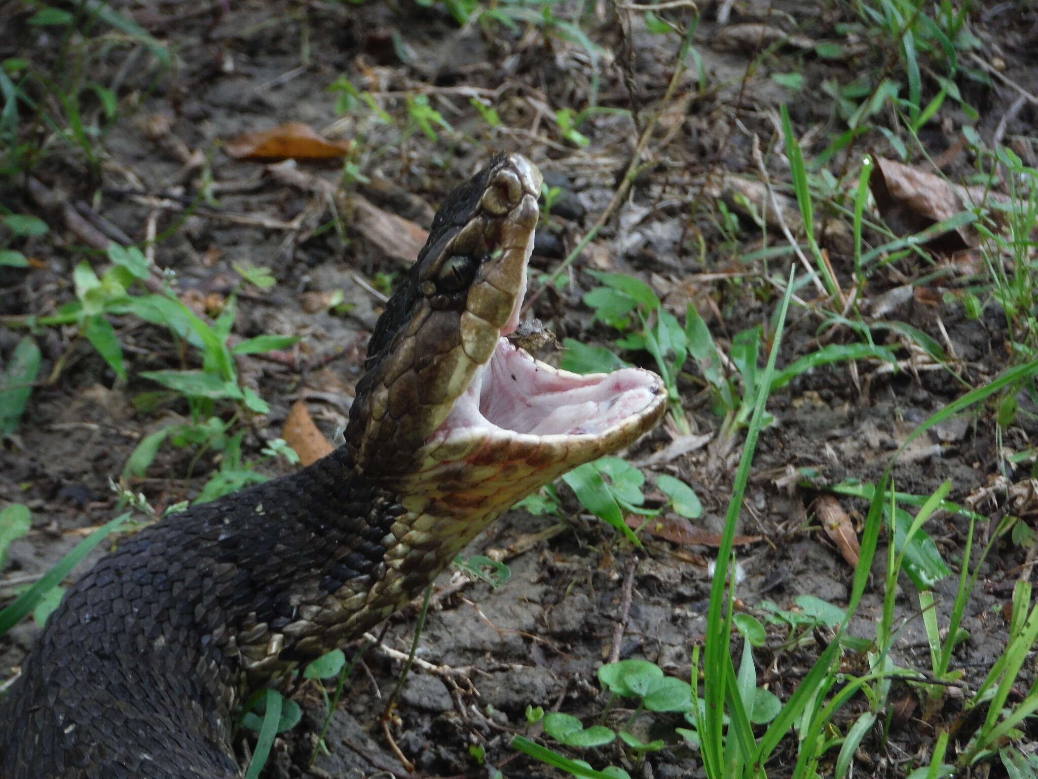 صورة Agkistrodon piscivorus (Lacépède 1789)