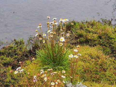 Image of Brachyscome obovata G. L. Davis