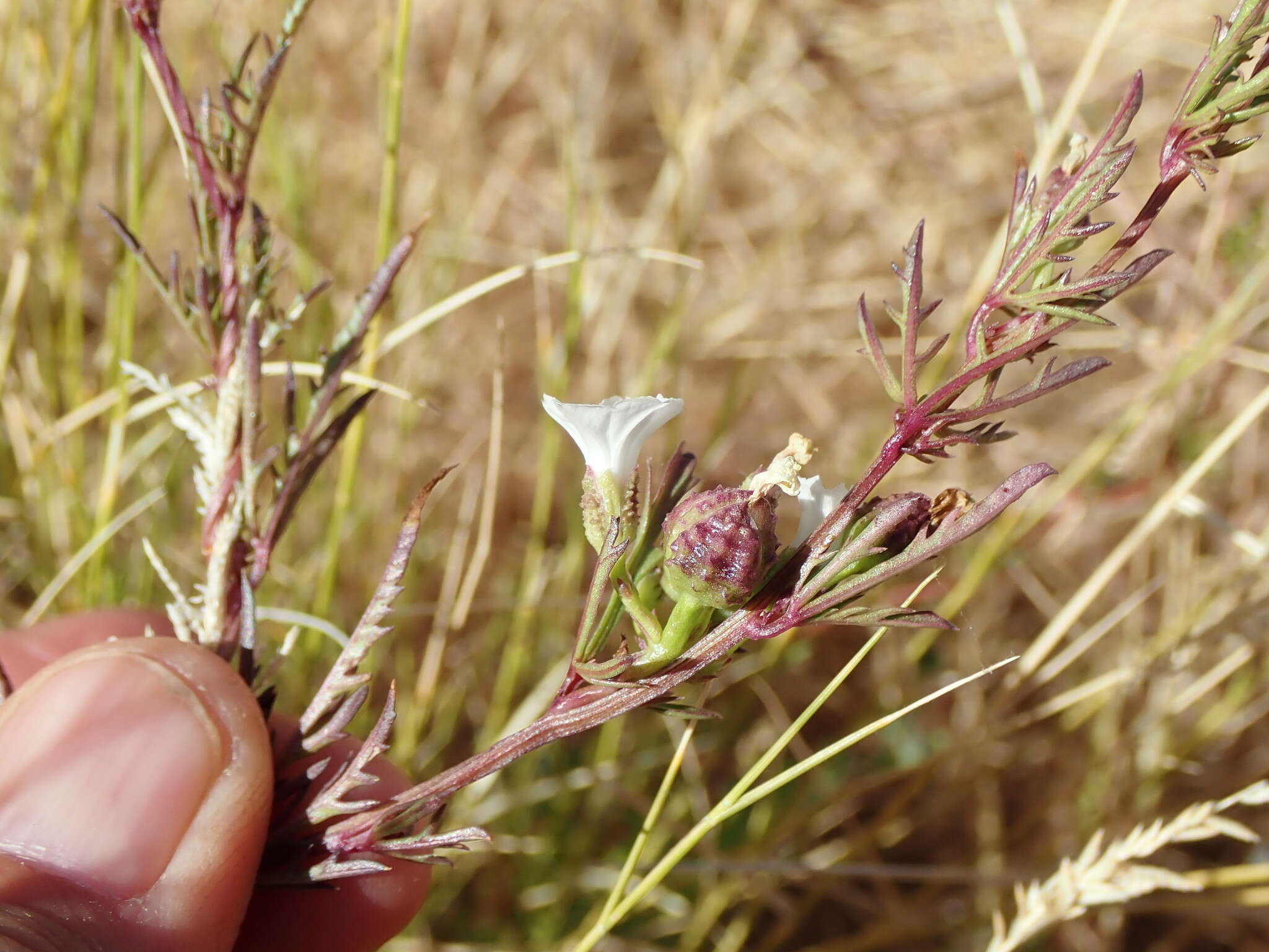 Слика од Ipomoea coptica (L.) Roth