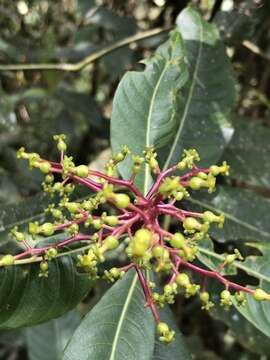 Plancia ëd Palicourea corniculata C. M. Taylor