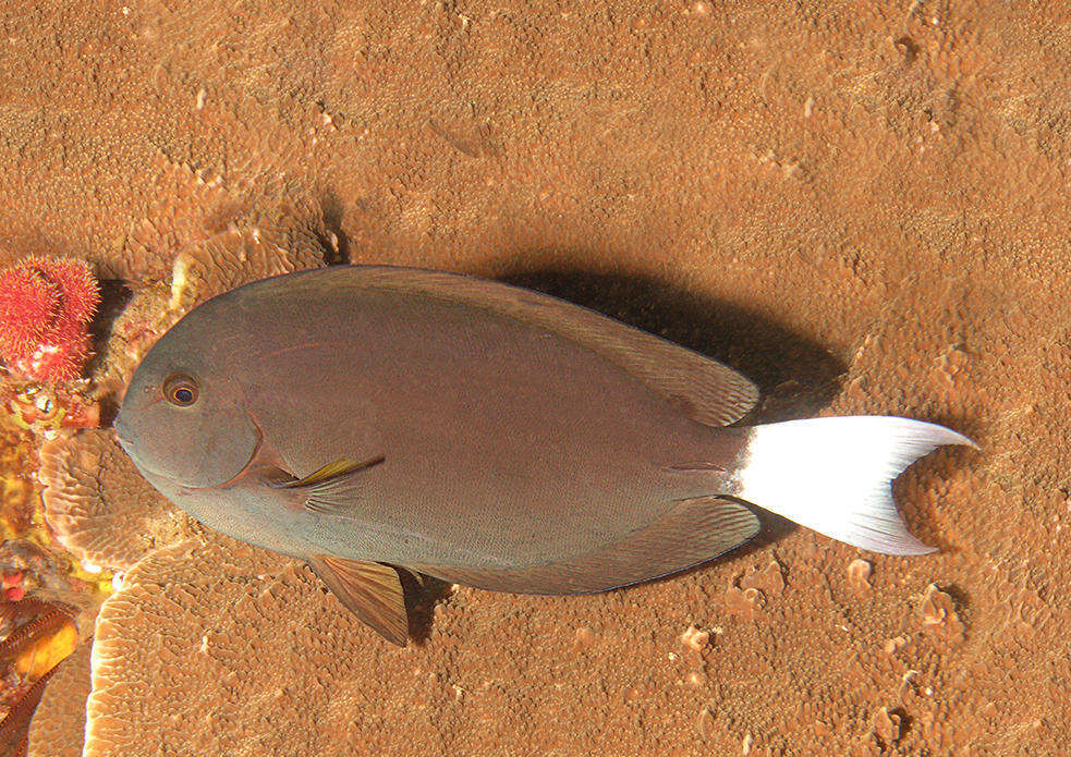 Image of Chocolate Surgeonfish