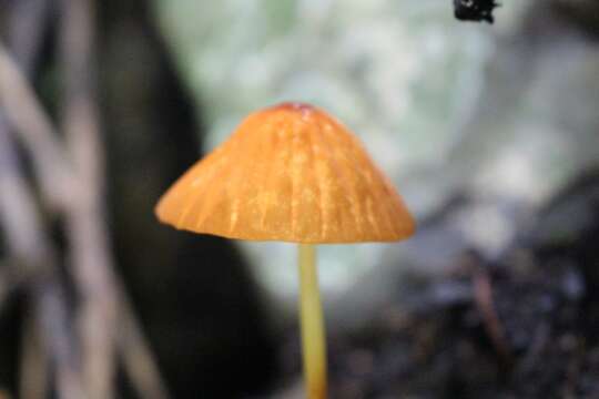 Image of Marasmius berteroi (Lév.) Murrill 1915