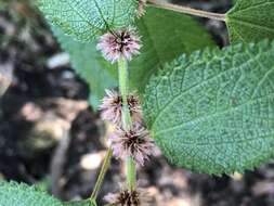 Image of Phenax hirtus (Sw.) Wedd.