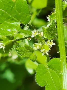 Image of Drusa glandulosa (Poir.) H. Wolff ex Engl.