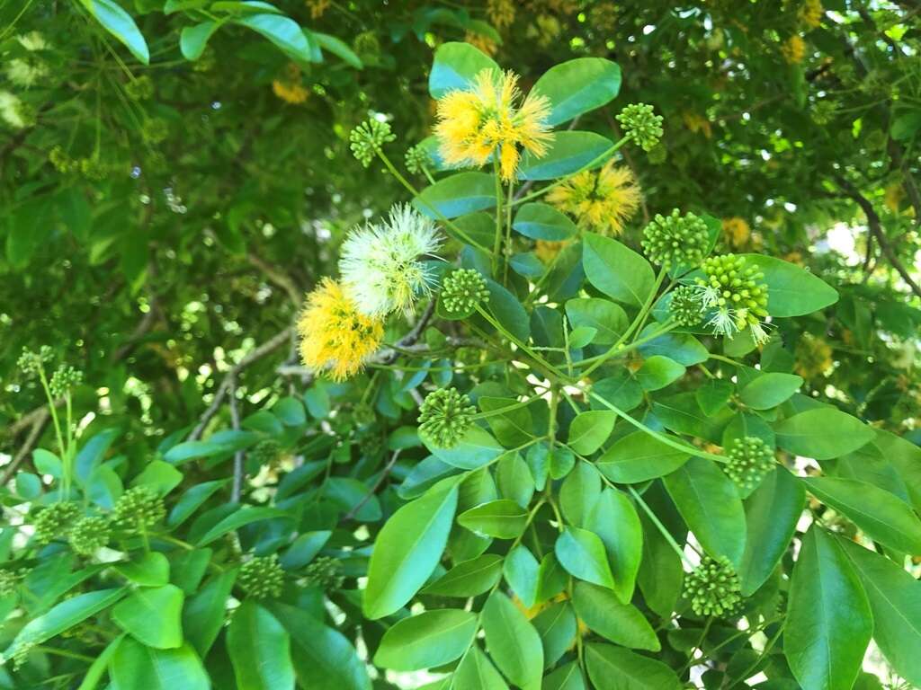 Image of Pararchidendron pruinosum (Benth.) I. C. Nielsen