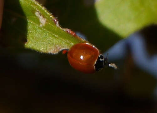 Image of Spotless Lady Beetles