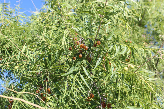Image of wingleaf soapberry