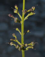 Image de Scrophularia kiriloviana Schischk.