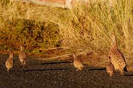 Image of Orange River Francolin