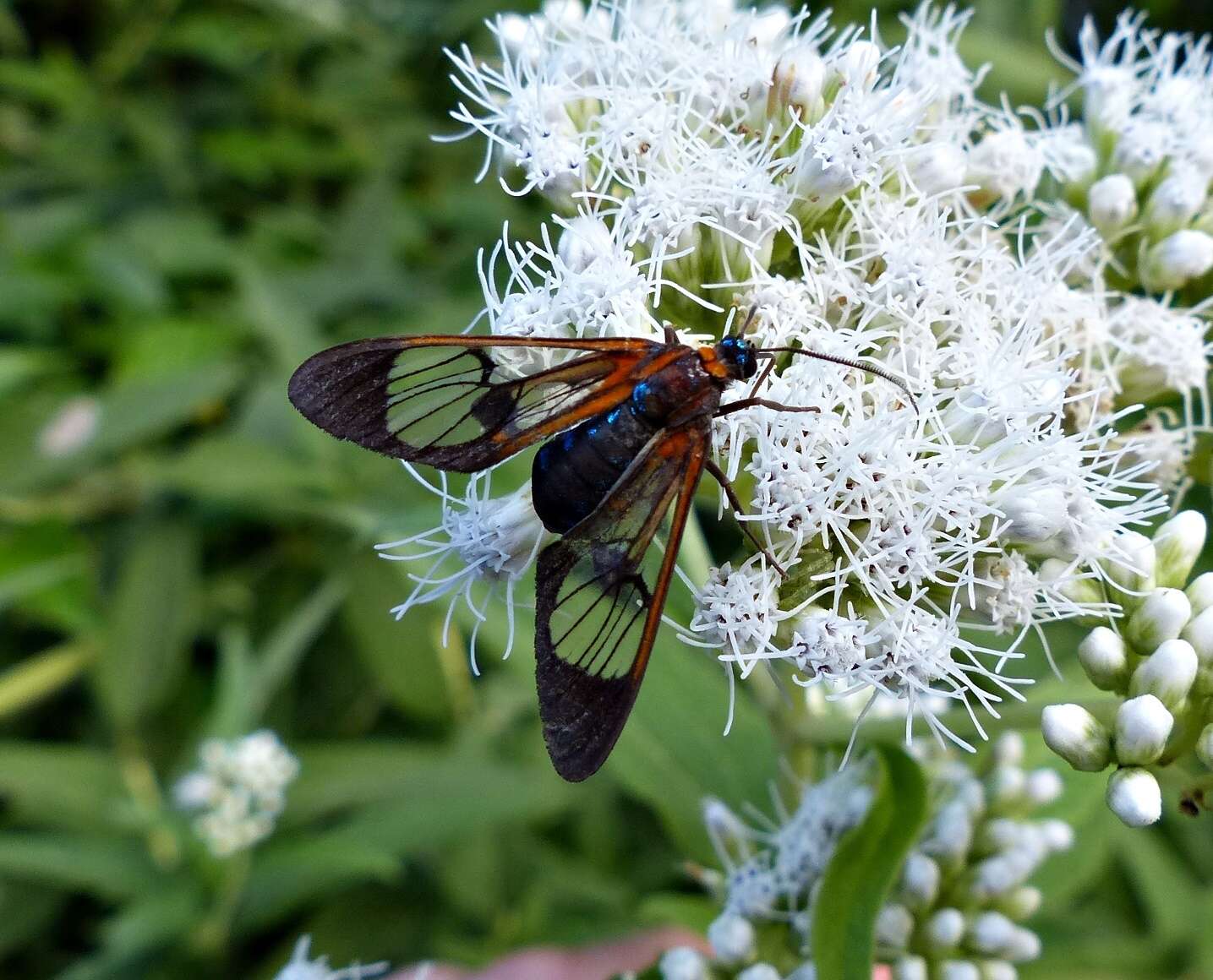 Слика од Cosmosoma centralis Walker 1854