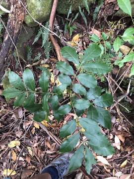 Image of Synoum glandulosum subsp. glandulosum