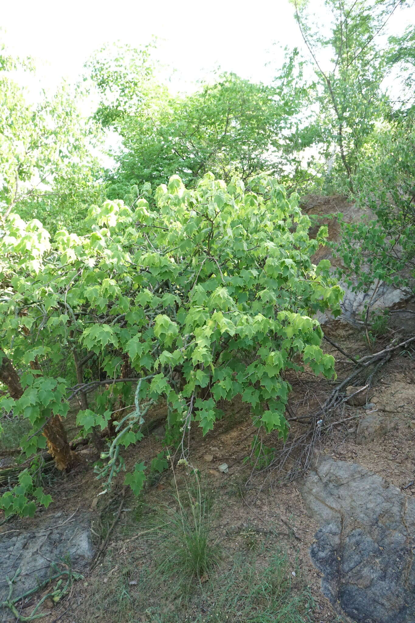 Jatropha malacophylla Standl.的圖片