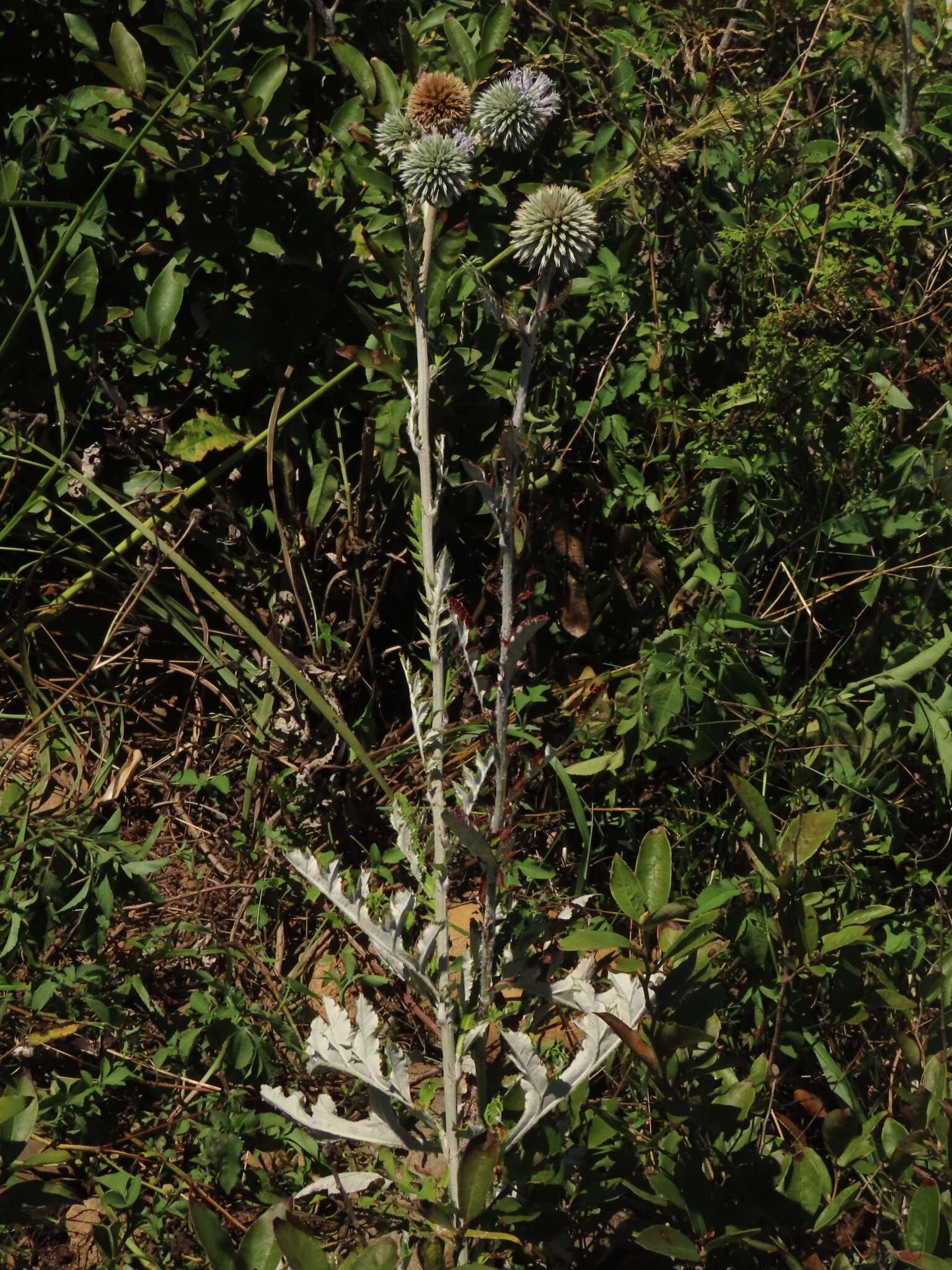 Image of Echinops grijsii Hance