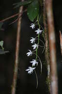 Image of Aerangis articulata (Rchb. fil.) Schltr.