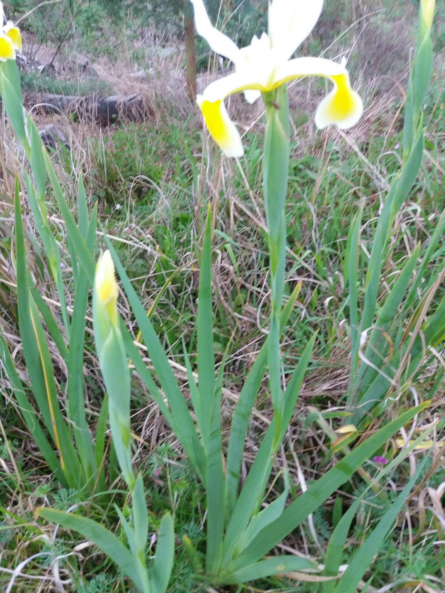 Image de Iris orientalis Mill.