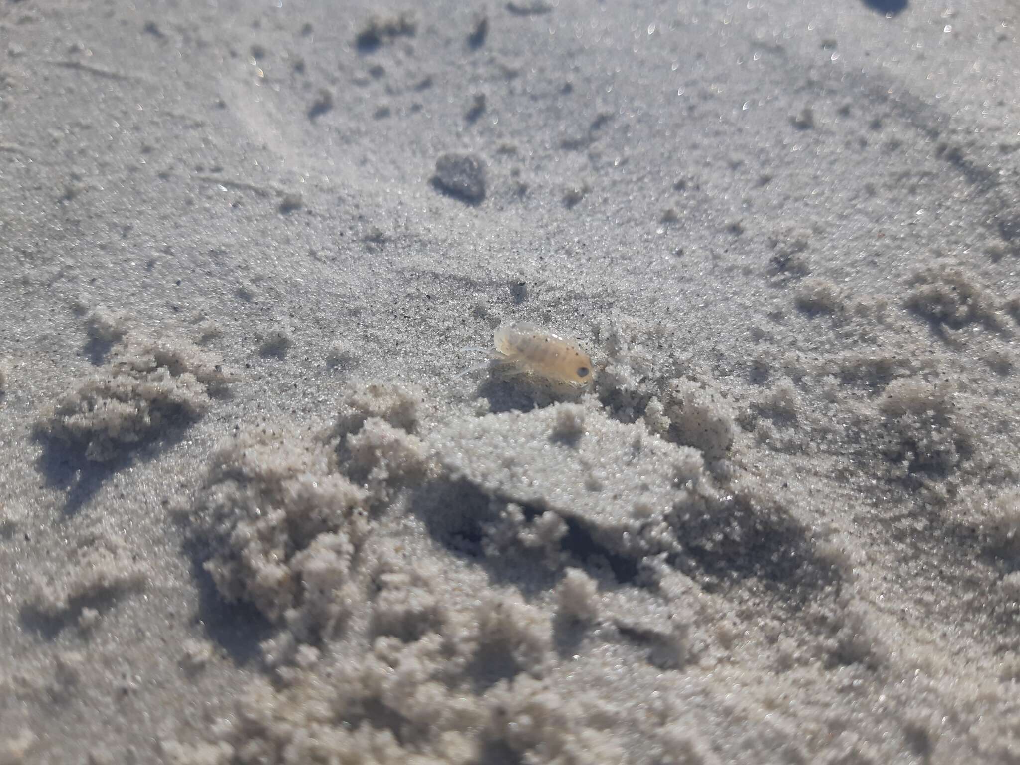 Image de puce de sable