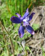 Image of twolobe larkspur