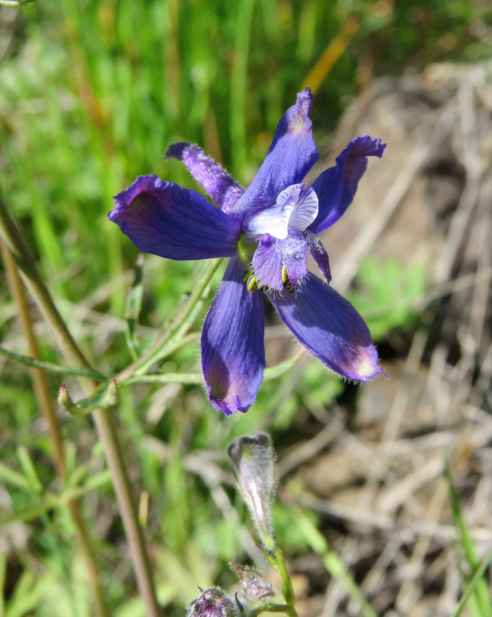 Image of twolobe larkspur