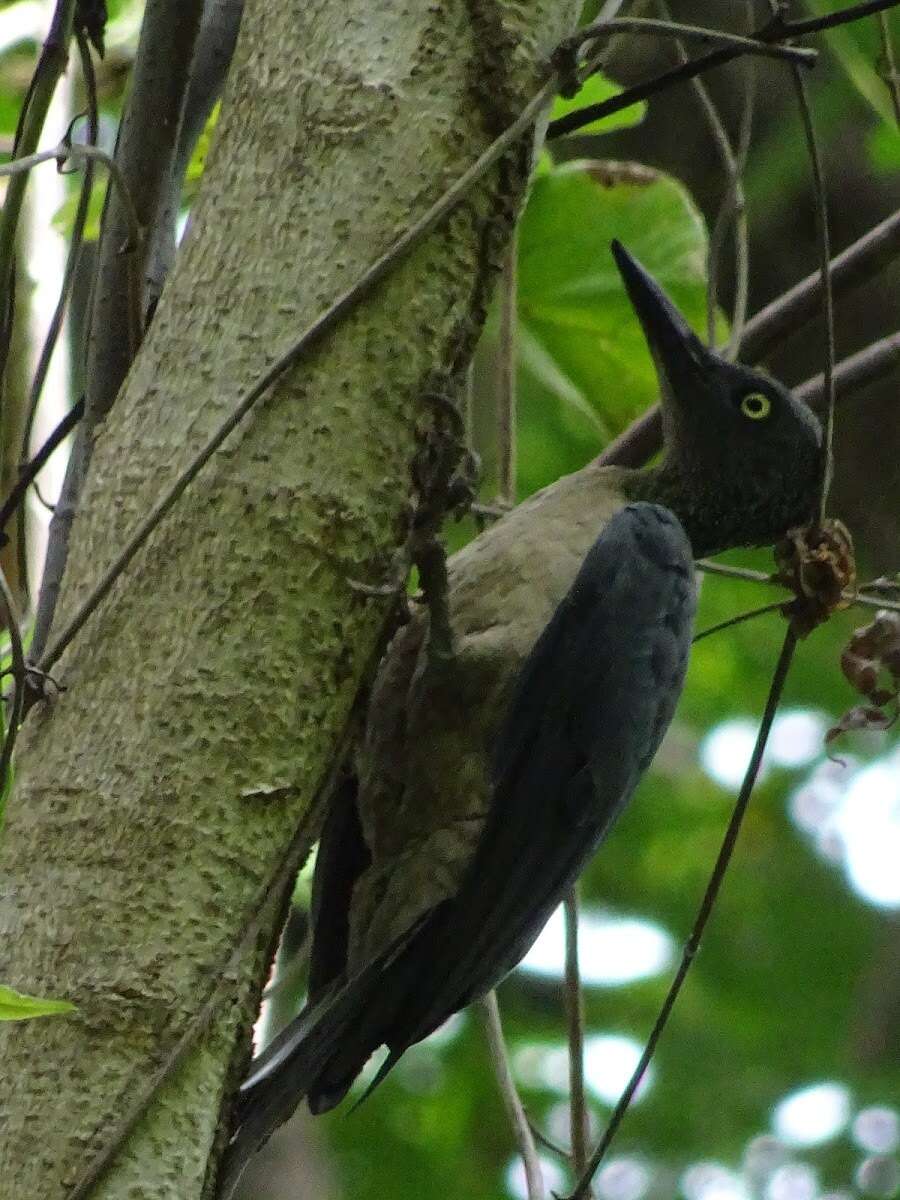 Image of Ashy Woodpecker