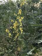 Image of Verbascum galilaeum Boiss.