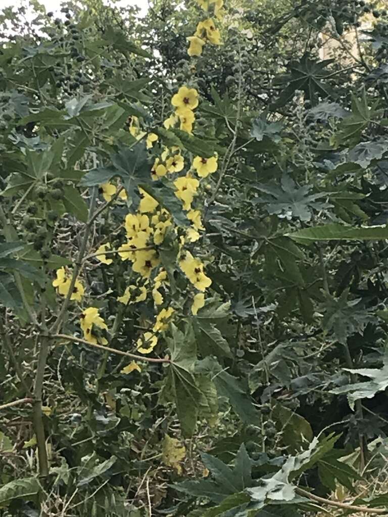 Image of Verbascum galilaeum Boiss.