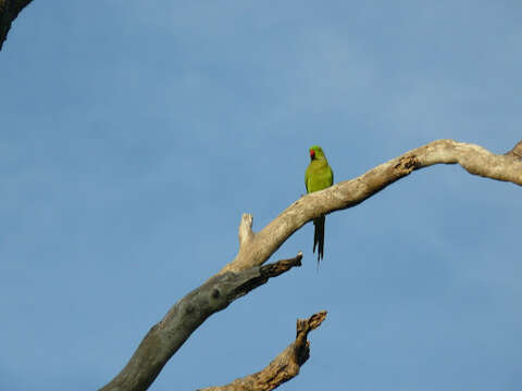 Image of Ring-necked Parakeet