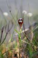 Image of Curled-tongue shell orchid